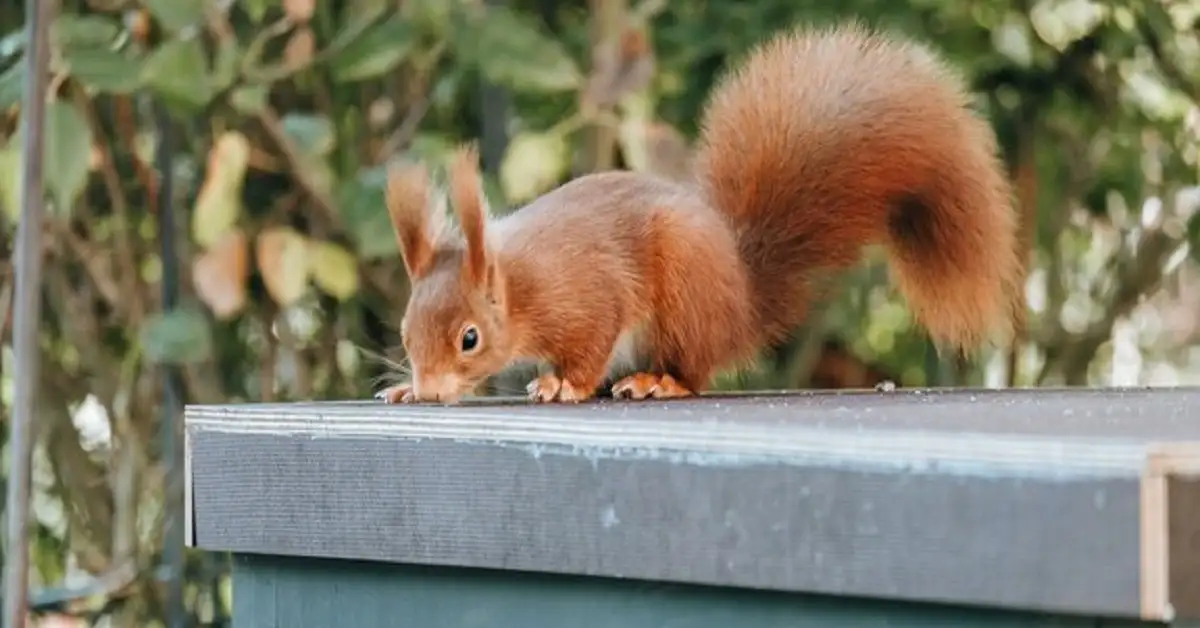 Emergency squirrel removal specialists